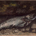 Trout