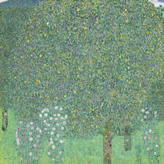 Rosiers sous les arbres
