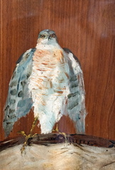 Un faucon pèlerin